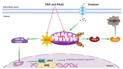 西南科技大學天然產(chǎn)物課題組在黃精炮制與抗輻射研究方面取得重要進展，助力健身器材行業(yè)健康應用